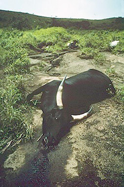 窒息死した牛