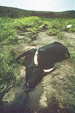 窒息死した牛