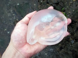 海を漂う「中華前菜」（提供：玉置標本）