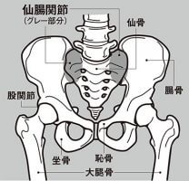 ポイントは「仙腸関節」