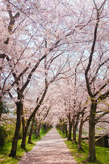 あの「桜坂」の舞台が実在する（写真はイメージ）