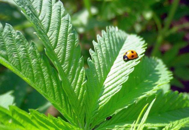 日本人の良識としての麻（大麻）栽培