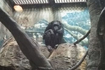 天王寺動物園のチンパンジー