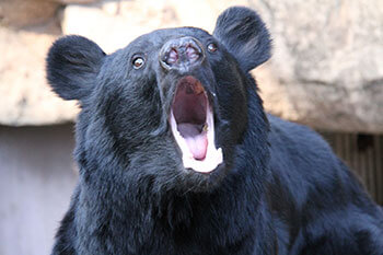 万事休すから 鼻に1発 ツキノワグマからの生還劇 デイリー新潮