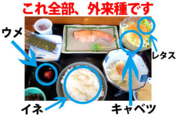 日本の食卓風景に潜む外来種