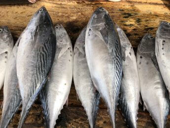 【スリランカ・ニゴンボ】カレーに潜んだ鰹節の旨味