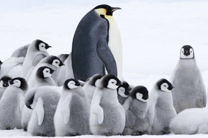 皇帝ペンギン「絶滅危機」に警鐘を鳴らす　映画『皇帝ペンギンただいま』監督インタビュー