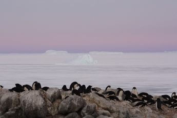 日本人女性研究者が「南極」で目撃した「アデリーペンギン」の「悲劇」と「不思議」