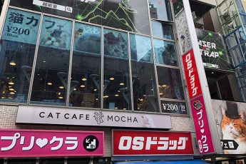 猫カフェ「モカ」