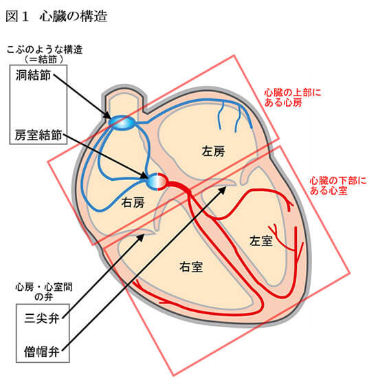 （図）心臓の構造