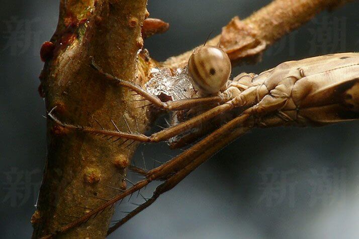 私に見破れぬ擬態などない 枯葉や木の枝そっくりな 冬の虫 を探す方法 デイリー新潮