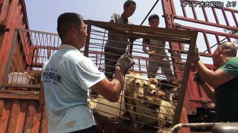 「アジア犬肉紀行」より