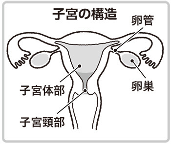 子宮の構造