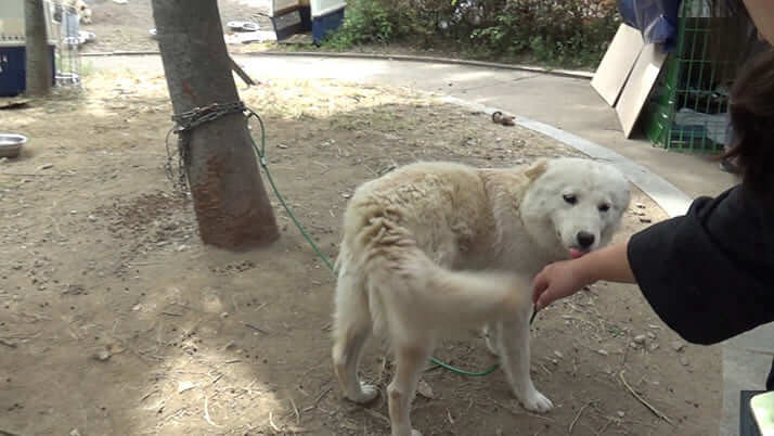 韓国・犬肉