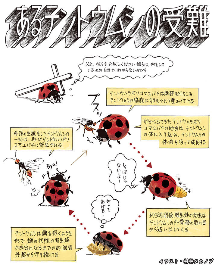 寄生虫 宿主の行動操る寄生虫…外の世界にも貢献 : 読売新聞