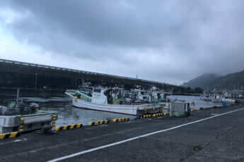 静岡サクラエビ