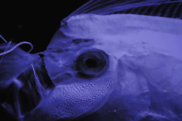 深海魚の胃袋からプラスチックごみ……「海の手配師」が語る、海洋汚染の現実