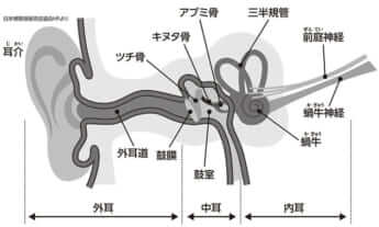 耳の構造