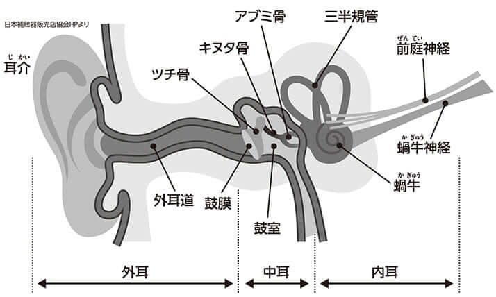 耳の構造