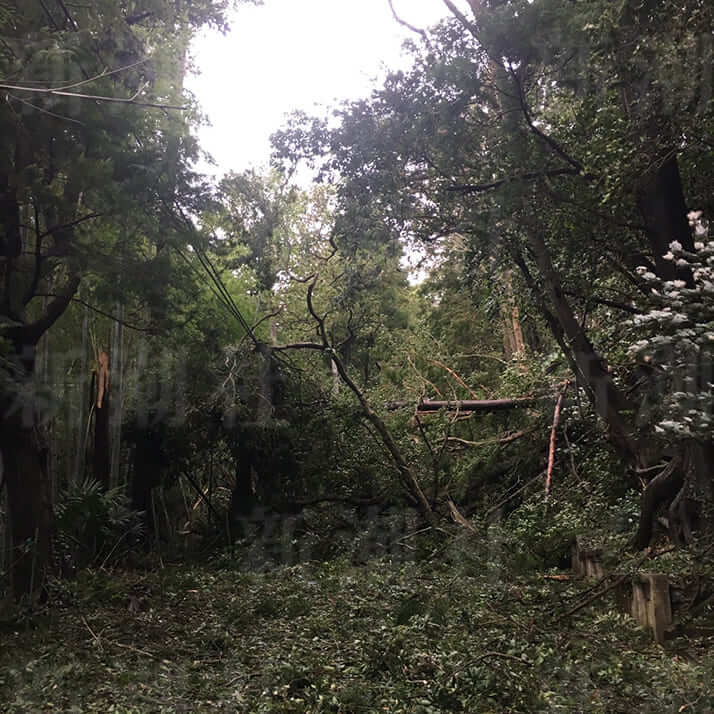 すずきさん台風画像