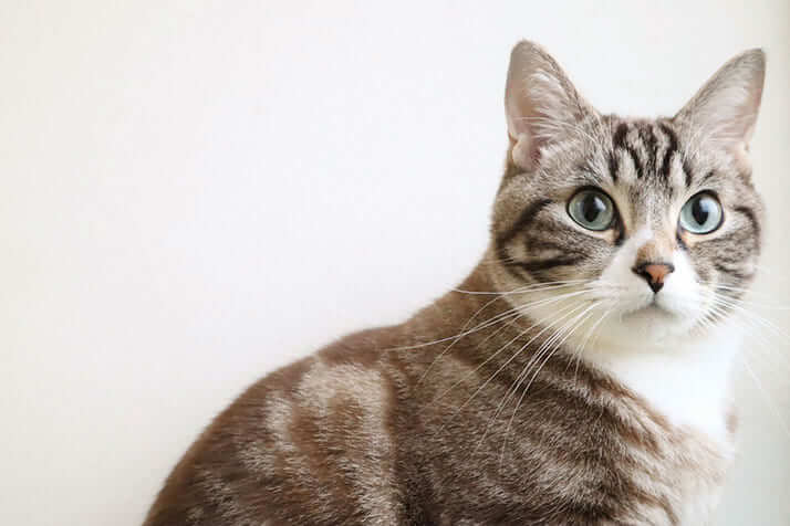 ネコをたずねて神奈川～大分800キロ大捜索 u201c最愛の家族u201dを探し当てる 