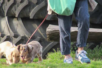 犬と散歩（イメージ）
