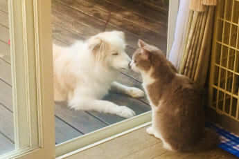 犬と猫