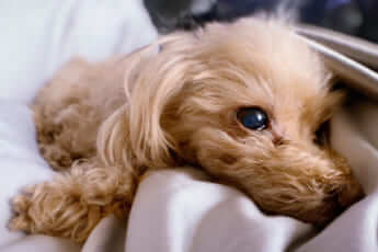 西川貴教の愛犬うぃ1