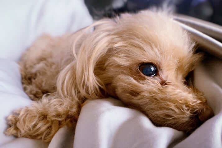 西川貴教の愛犬うぃ1