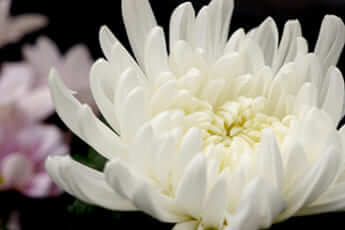 菊の花イメージ