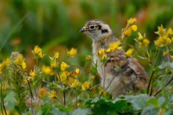 『日本アルプスのライチョウ』撮影：水越武