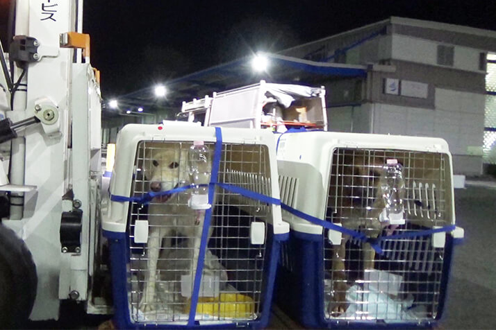 文在寅は約束を守りません 韓国の 食用犬 24頭が初めて日本で保護された意義 デイリー新潮 11月10日 韓国の 犬 肉牧場 で食用目的 dメニューニュース Nttドコモ