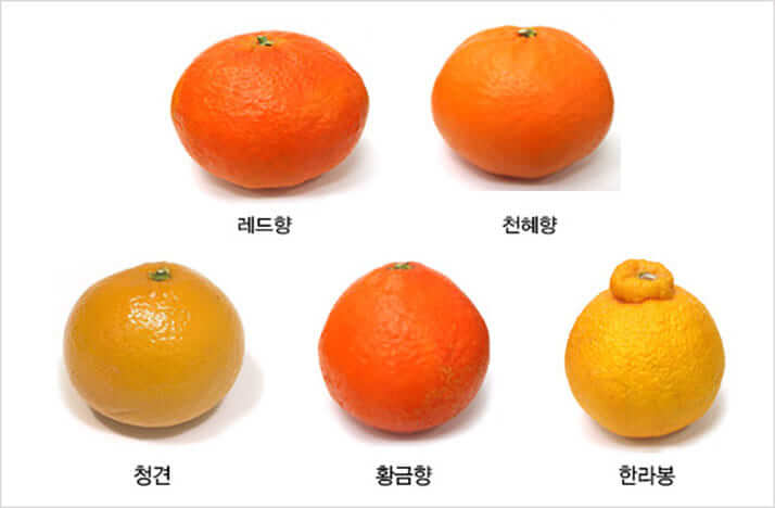 済州島で生産されてるミカン、柑橘系の種類
