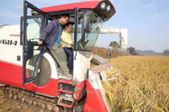 ヤンマーの稲刈り機で収穫する地元首長