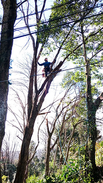 木のメンテナンスは命がけ