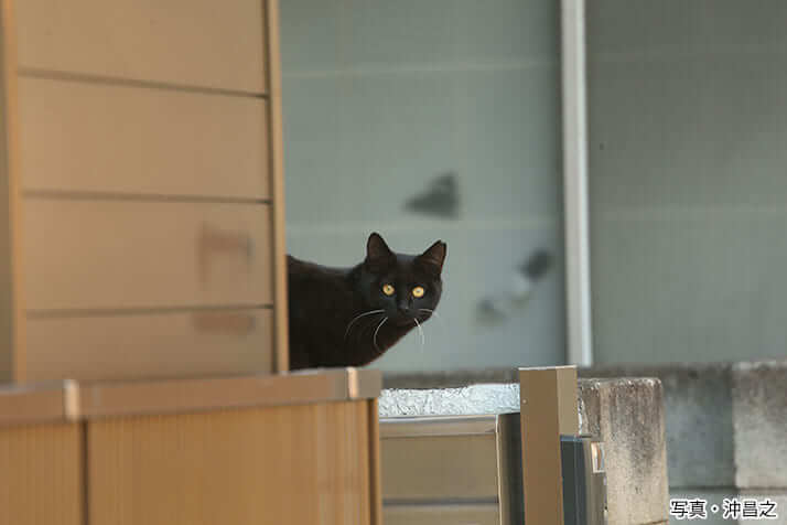 ねこ写真家 沖昌之さんに聞く 街でねこに出会う方法 デイリー新潮