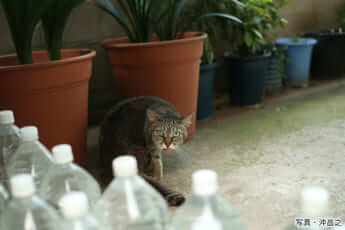 『ぶさにゃん』沖昌之［著］新潮社