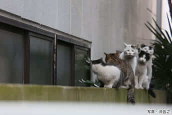 『ぶさにゃん』沖昌之［著］新潮社