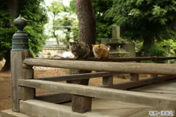 『ぶさにゃん』沖昌之［著］新潮社