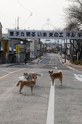 犬たち