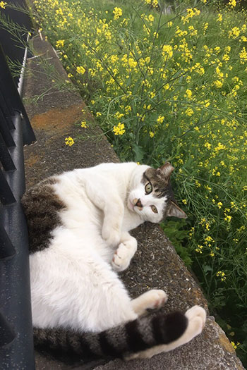 三鷹地域猫タヌキちゃん虐待死事件