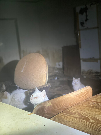 ゴミ屋敷に閉じ込められた匹の猫を救え 東京 武蔵村山で勃発した市民vs行政の 30日戦争 デイリー新潮