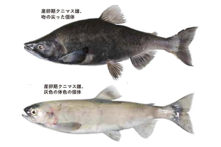 クニマス『絶滅魚クニマスの発見―私たちは「この種」から何を学ぶか―』中坊徹次／著