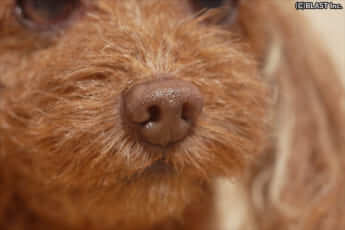 クローンワンコ2