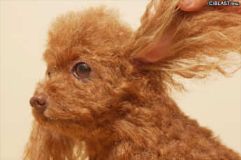 クローンワンコ3