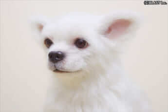 クローンワンコ4