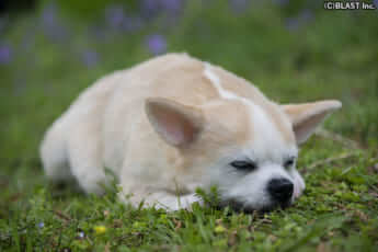 クローンワンコ5