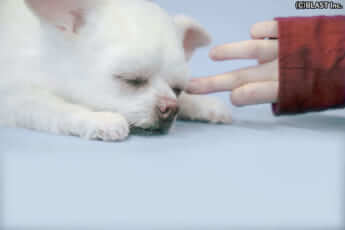 クローンワンコ6