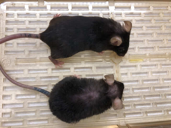 マウス