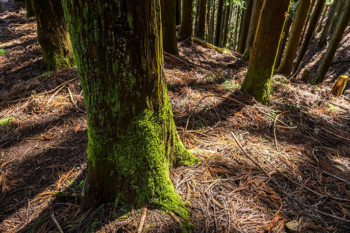 バイオマス発電『森林で日本は蘇る』